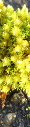 Vivid closeup of a spikey, green bit of moss that is growing from a crack in the dark-gray asphalt.