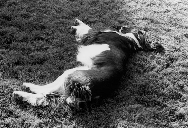 Our dog, Spencer, laying still on the grass on his side