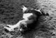Our dog, Spencer, laying still on the grass on his side