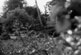 My yard with the focal point being a small Asian Maple growing in the middle
